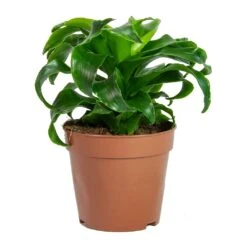 Dracaena Fragrans Twister - Head -Greencore Store Dracaena fragrans Twister Head