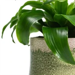 Dracaena Fragrans Twister - Head -Greencore Store Dracaena fragrans Twister Head Jorrit Plant Pot Satin Green Close Up 1aee5229 9505 447b ac78 6198f2e3e971
