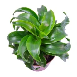 Greencore Store -Greencore Store Dracaena fragrans Twister Head Leaves
