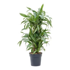 Dracaena Fragrans Ulises - Branched -Greencore Store Dracaena fragrans Ulises Branched
