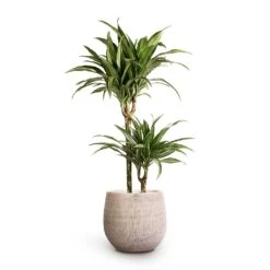 Greencore Store 35 Dracaena Fragrans Ulises - Multi Stem