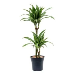 Dracaena Fragrans Ulises - Multi Stem -Greencore Store Dracaena fragrans Ulises Multi Stem 2 Stem