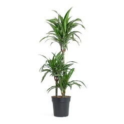Dracaena Fragrans Ulises - Multi Stem -Greencore Store Dracaena fragrans Ulises Multi Stem 21cm