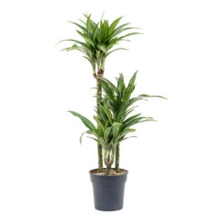 Dracaena Fragrans Ulises - Multi Stem -Greencore Store Dracaena fragrans Ulises Multi Stem