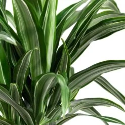 Greencore Store -Greencore Store Dracaena fragrans Ulises Multi Stem Close Up