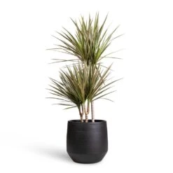 Dracaena Marginata Bicolour - Multi Stem -Greencore Store Dracaena marginata Bicolour Multi Stem 21x100cm 3 stems Norell Plant Pot Black 29x28cm 1fd7fde6 3cbc 4bbb 91b6 68db9ad31429