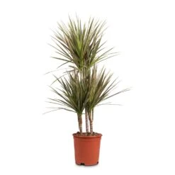 Dracaena Marginata Bicolour - Multi Stem -Greencore Store Dracaena marginata Bicolour Multi Stem 21x100cm 3 stems