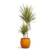 Dracaena Marginata Bicolour - Multi Stem -Greencore Store Dracaena marginata Bicolour Multi Stem 21x110cm 3 stems Charlotte Plant Pot Spiced Ochre 23x20cm cd6f59df f987 4d3e 8aac b815a382378e