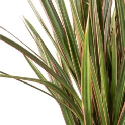 Dracaena Marginata Bicolour - Multi Stem -Greencore Store Dracaena marginata Bicolour Multi Stem Swatch