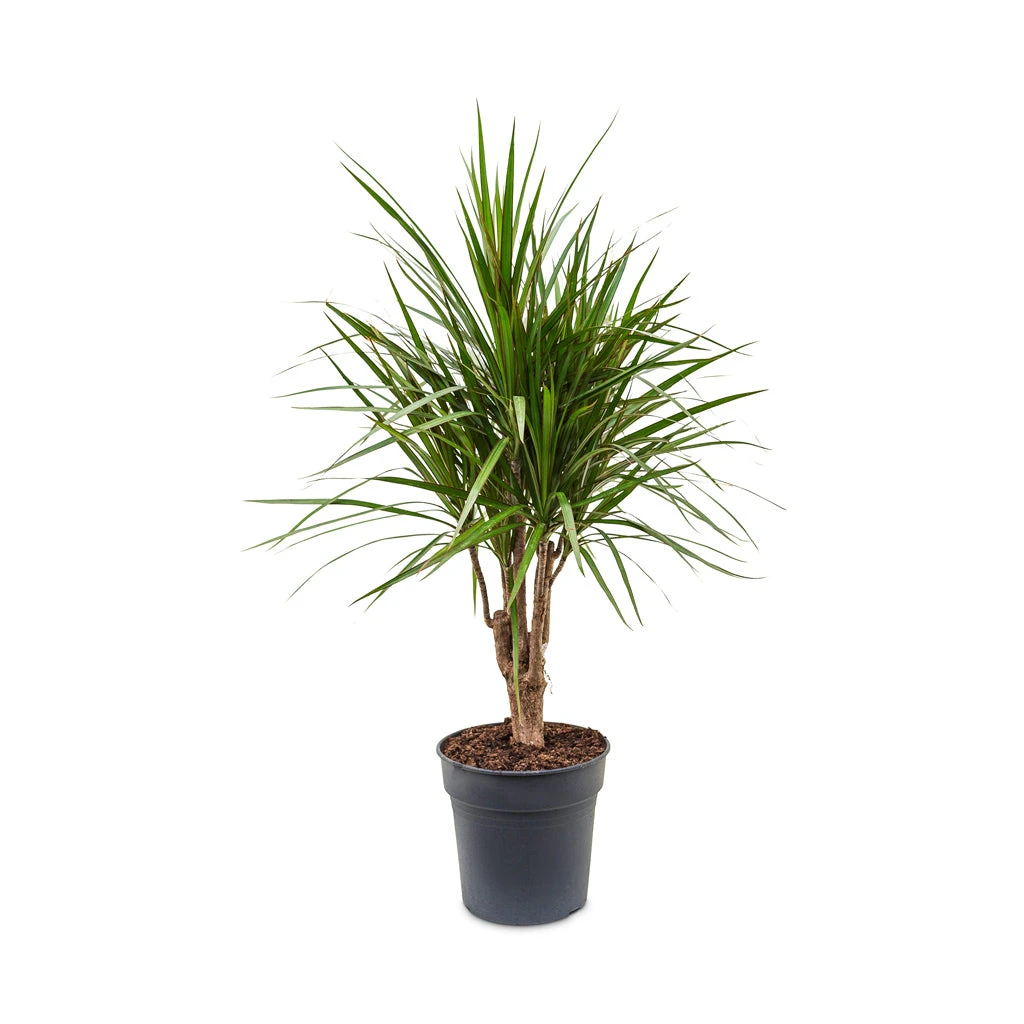 Dracaena Marginata Red Edged - Branched 7 Dracaena Marginata Red Edged - Branched - Image 5