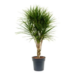 Dracaena Marginata Red Edged - Branched 18 Dracaena Marginata Red Edged - Branched -Greencore Store Dracaena marginata Red Edged Branched 27x120cm