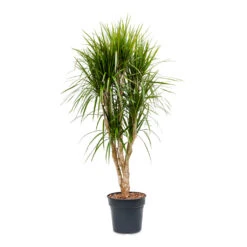 Dracaena Marginata Red Edged - Branched 20 Dracaena Marginata Red Edged - Branched -Greencore Store Dracaena marginata Red Edged Branched 30x160cm