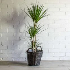 Nanna Wikr Plant Basket - Dark Brown 18 Nanna Wikr Plant Basket - Dark Brown -Greencore Store Dracaena marginata Red Edged Multi Stem Nanna Wikr Plant Basket Dark Brown 3aa8f02a 5ef6 4801 a711 d18e03b50c39