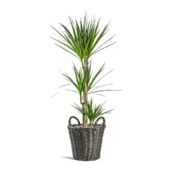 Nanna Wikr Plant Basket - Dark Brown 17 Nanna Wikr Plant Basket - Dark Brown -Greencore Store Dracaena marginata Red Edged Multi Stem Nanna Wikr Plant Basket dark brown 7c3fb506 98b9 4223 bd66 6ace92311093