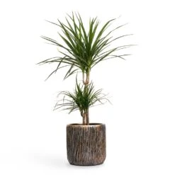 Luxe Lite Waterfall Cylinder Planter - Bronze -Greencore Store Dracaena marginata Red Edged MultiStem 17x85cm Plant Pot Luxe Lite Waterfall Cylinder Planter Bronze 23x22cm 036adfcf 4a35 4029 8d7c c418fd8adf8f