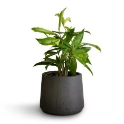 Patt Plant Pot - Black Washed -Greencore Store Dracaena surculosa 12x40cm Patt Plant Pot Black Washed 17x14cm b71e6e31 f1c7 47e2 89e6 60d7c7340653