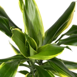 Dracaena Fragrans Golden Coast - Multi Stem 19 Dracaena Fragrans Golden Coast - Multi Stem -Greencore Store DracaenafragransGoldenCoast 1