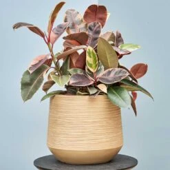 Dune Darcy Planter - Almond 22 Dune Darcy Planter - Almond -Greencore Store Dune Darcy Lifesytle