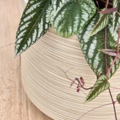 Dune Darcy Planter - Oat -Greencore Store Dune Darcy Oat Close Up 2