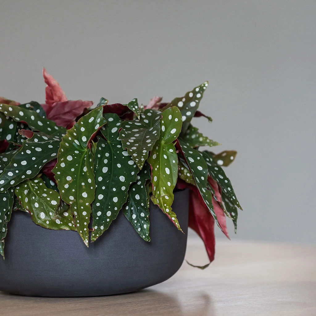 Eav Refined Plant Bowl - Volcano Black 4 Eav Refined Plant Bowl - Volcano Black - Image 2