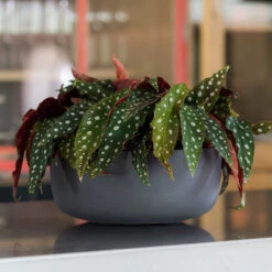 Eav Refined Plant Bowl - Volcano Black 9 Eav Refined Plant Bowl - Volcano Black -Greencore Store Eav Plant Bowl Volcano Black Lifestyle 002