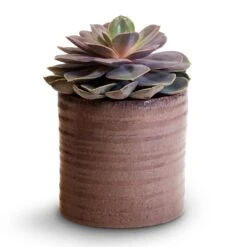 Hera Plant Pot - Purple 15 Hera Plant Pot - Purple -Greencore Store Echeveria Perle Von Nurnberg 10.5x14cm Hera Plant Pot Purple 13x14cm