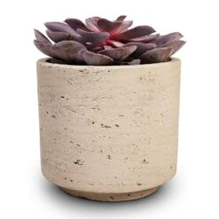 Novi Plant Pot - Grey Washed -Greencore Store Echeveria Purple Pearl 12x15cm 12x25cm Novi Plant Pot Grey Washed 15x13.5cm c8f4919e 53a6 4425 a2d3 8276c7cc57ad