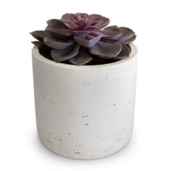 Echeveria Purple Pearl -Greencore Store Echeveria Purple Pearl 12x15cm Charlie Plant Pot White Washed 15x15cm 2