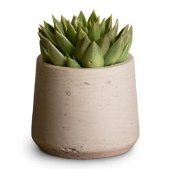 Patt Plant Pot - Grey Washed -Greencore Store Echeveria agavoides Miranda 12x15cm Patt Plant Pot Grey Washed 17x14cm aed608b0 81da 4b55 818c ae9e54a02e02