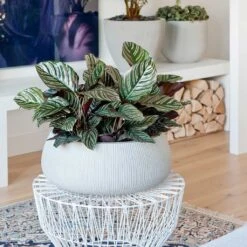 Eileen Plant Bowl - Ridged Cement -Greencore Store Eileen Plant Bowl Ridged Cement Calathea Sanderiana