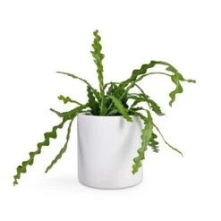 Puk Essentials Planter - Matt White -Greencore Store Epiphyllum anguliger Fishbone Cactus 12x20cm Puk Planter Matt White 15x15cm 85b595d9 064c 4118 84f4 45cc7d5938fb