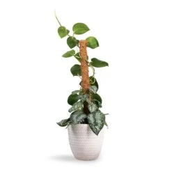 Angle Couple Plant Pot - White -Greencore Store Epipremnum Trebie Satin Pothos Trebie Moss Pole 19x80cm Angle Couple Plant Pot White 24x23cm