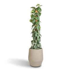 Humus Plant Pot - Concrete -Greencore Store Epipremnum Trebie Satin Pothos Trebie Moss Pole 27x160cm Humus Plant Pot Concrete 37x42.5cm 86418696 434b 4f12 b4bd d1db9ee20e16