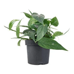 Epipremnum Pinnatum - Cebu Blue Pothos -Greencore Store Epipremnum aureum Cebu Blue Pothos 12x20cm