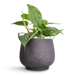 Epipremnum Pinnatum - Cebu Blue Pothos -Greencore Store Epipremnum aureum Cebu Blue Pothos 12x20cm Mini Pixie Plant Pot Black Washed 18x15cm