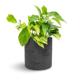 Puk Plant Pot - Black Washed -Greencore Store Epipremnum aureum Golden Pothos 12x25cm Puk Plant Pot Black Washed 15x15cm