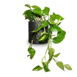 Puk Natural Planter - Matt Black -Greencore Store Epipremnum aureum Golden Pothos 15x30cm Puk Natural Planter Matt Black 20x20cm