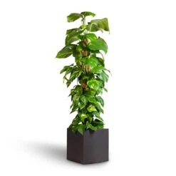 Grigio Cube Planter - Anthracite Concrete -Greencore Store Epipremnum aureum Golden Pothos Moss Pole 24x120cm Grigio Cube Planter Rusty Iron Concrete 30x30x30cm 7ea8449a 6e14 4a3f b18c b9ecc5aacef4