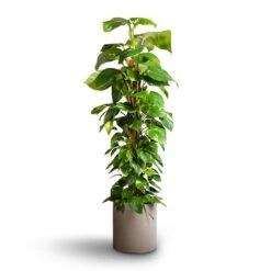 Max Refined Planter - Clouded Grey -Greencore Store Epipremnum aureum Golden Pothos Moss Pole 24x120cm Max Refined Planter Clouded Grey 29x29.5cm f21335a2 694a 468c 996a db45501a5296