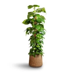 Patt Plant Pot - Straw Grass -Greencore Store Epipremnum aureum Golden Pothos Moss Pole 24x120cm Patt Plant Pot Straw Grass 35x30cm edc1b824 4d79 4e81 ab4c 7b85037d384f
