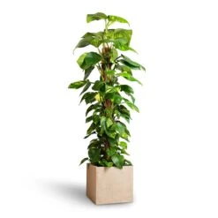 Raindrop Cube Planter - Stone -Greencore Store Epipremnum aureum Golden Pothos Moss Pole 24x120cm Raindrop Cube Planter Stone 30x30x27cm 25ab2f0c 2121 4b5a b2ea c3e4d4028914