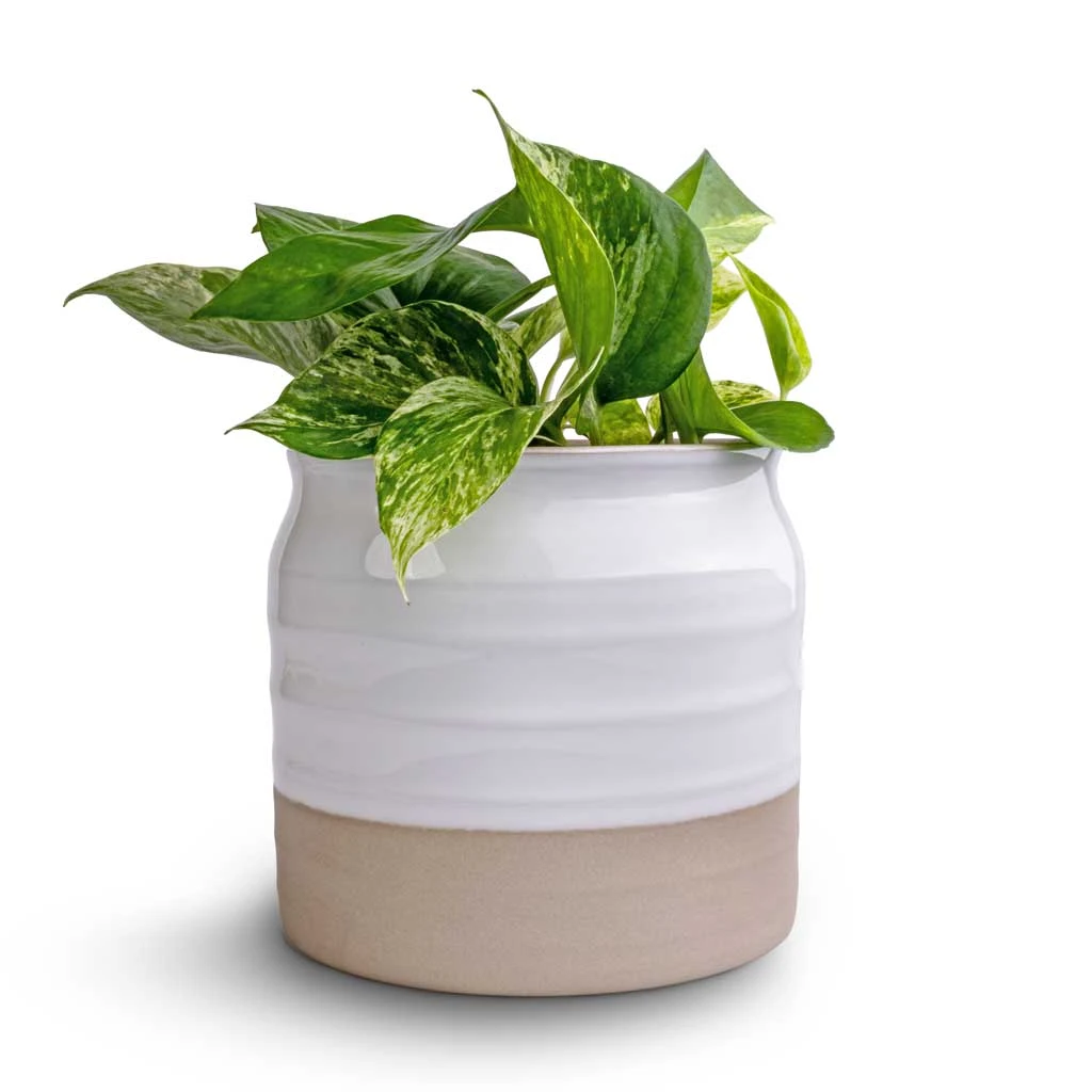Puro Ripple Plant Pot - White 4 Puro Ripple Plant Pot - White - Image 2