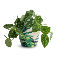 Epipremnum Pictum Argyraeus - Satin Pothos -Greencore Store Epipremnum pictum Argyraeus Satin Pothos 12x20cm Monza Plant Pot Botanical Fern 13x13cm