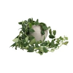 Epipremnum Pictum Argyraeus - Satin Pothos -Greencore Store Epipremnum pictum Argyraeus Satin Pothos 15x40cm Abby Ball Plant Pot Ridged Cement 23x20cm