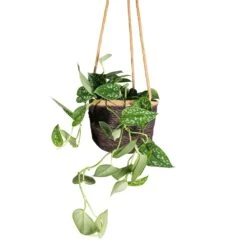 Epipremnum Pictum Argyraeus - Satin Pothos -Greencore Store Epipremnum pictum Argyraeus Satin Pothos 15x40cm Igmar Hanging Plant Basket Grey 17x14cm