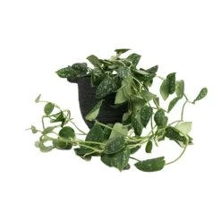 Epipremnum Pictum Argyraeus - Satin Pothos -Greencore Store Epipremnum pictum Argyraeus Satin Pothos 15x40cm Nelis Plant Basket Green 19x17cm 01520977 2779 4c36 948a 42d72a032d8d