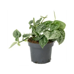 Epipremnum Pictum Argyraeus - Satin Pothos -Greencore Store Epipremnum pictum Argyraeus Satin Pothos