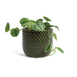 Epipremnum Pictum Argyraeus - Satin Pothos -Greencore Store Epipremnum pictum Argyraeus Satin Pothos Bolino Plant Pot Green 961292f1 f976 43de 99fe 37e563943e15