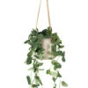 Epipremnum Pictum Argyraeus - Satin Pothos -Greencore Store Epipremnum pictum Argyraeus Satin Pothos Charlie Hanging Plant Pot Grey Washed