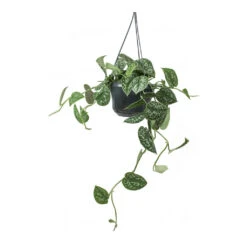 Epipremnum Pictum Argyraeus - Satin Pothos -Greencore Store Epipremnum pictum Argyraeus Satin Pothos Hanging Houseplant